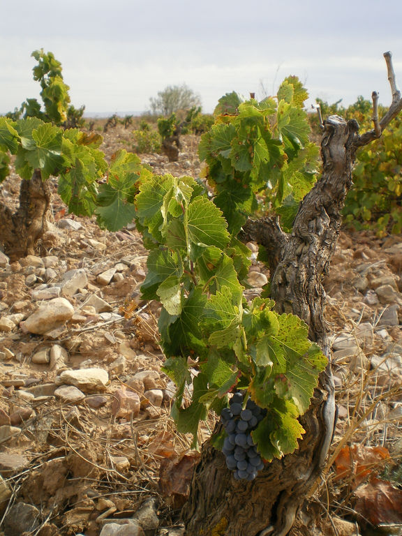 Wine Garnacha Old from Spain
