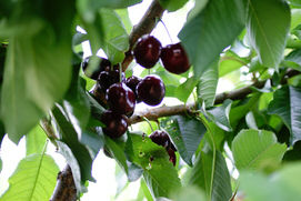 cherries