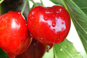 cherries